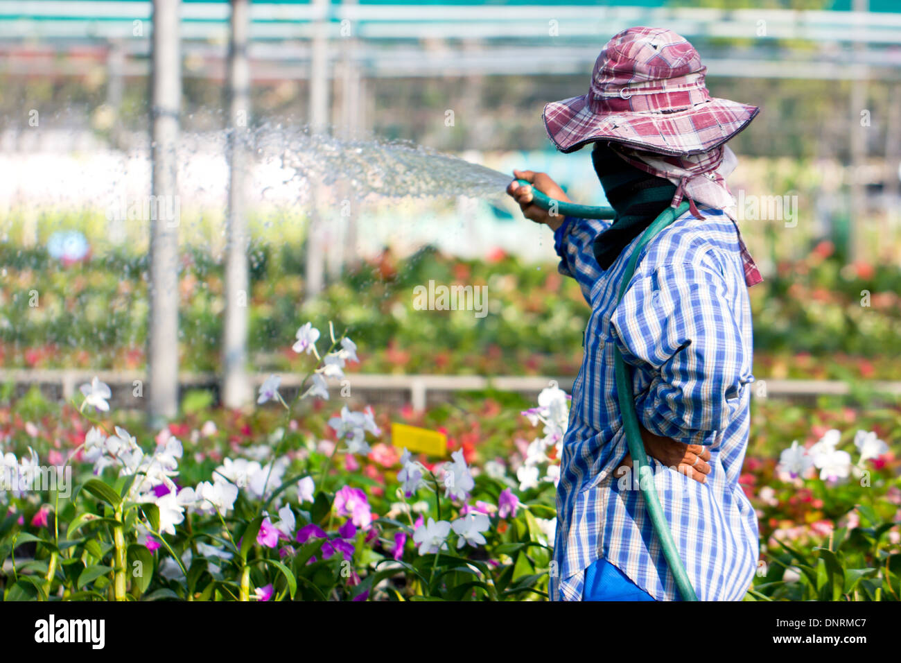 Un travailleur d'arroser les fleurs d'orchidées dans la ferme. Banque D'Images