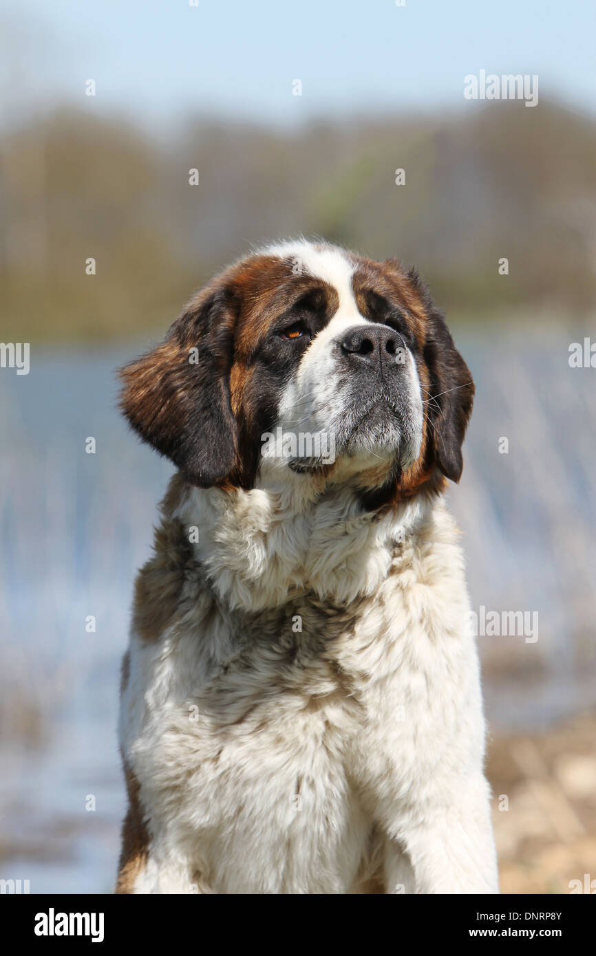 Chien Saint Bernard portrait adultes à poils longs Banque D'Images