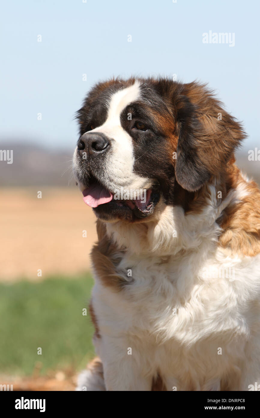 Chien Saint Bernard portrait adultes à poils longs Banque D'Images