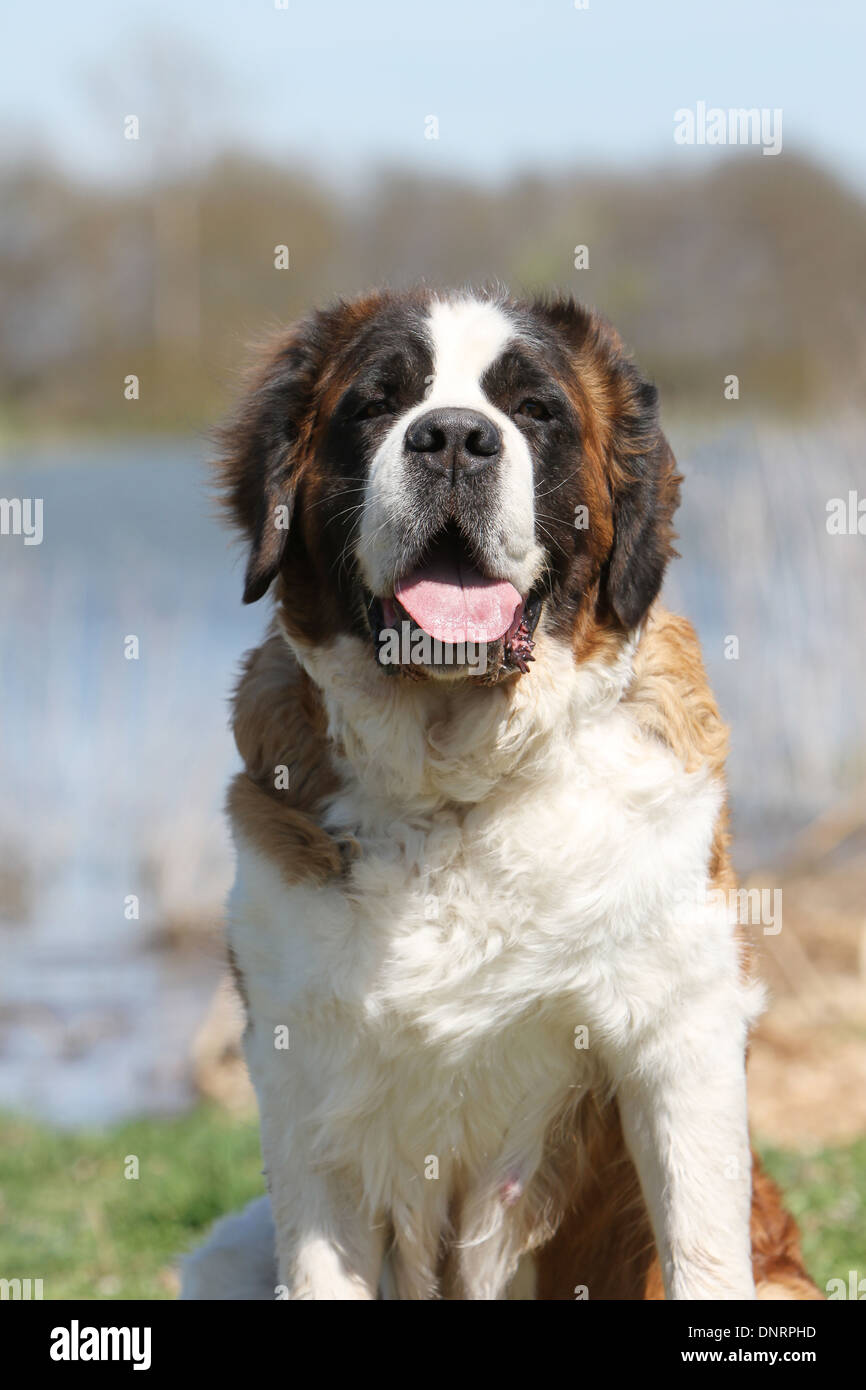 Chien Saint Bernard portrait adultes à poils longs Banque D'Images