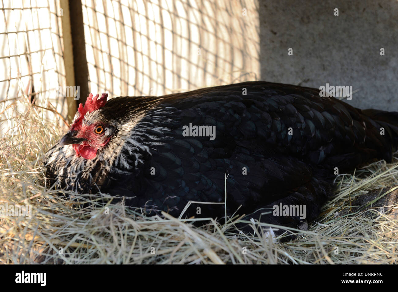 Un poulet pensif assis sur son nid Banque D'Images