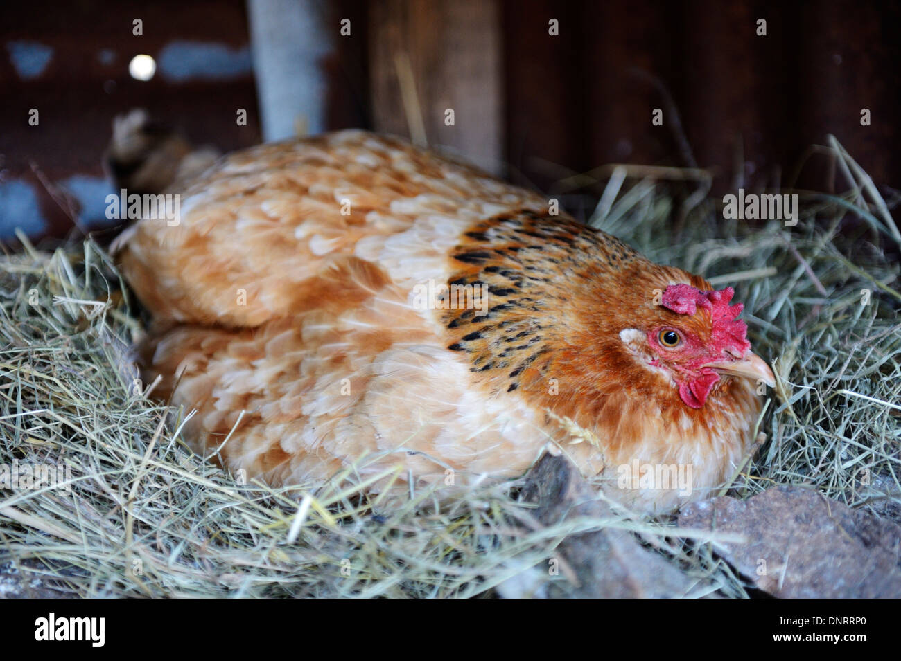 Un poulet pensif assis sur son nid Banque D'Images