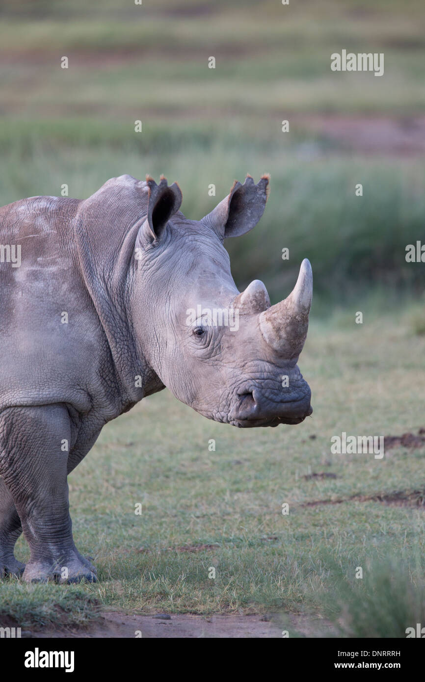 Portrait d'un rhinocéros blanc sauvage dans le Parc National de Nakuru, Kenya Banque D'Images