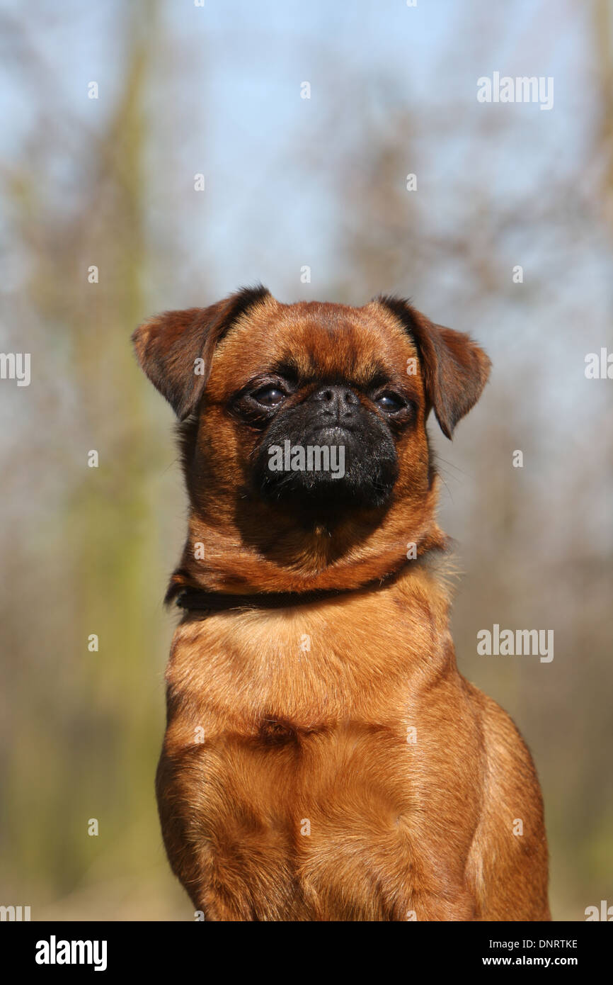 Petits chiens belges Banque de photographies et d’images à haute