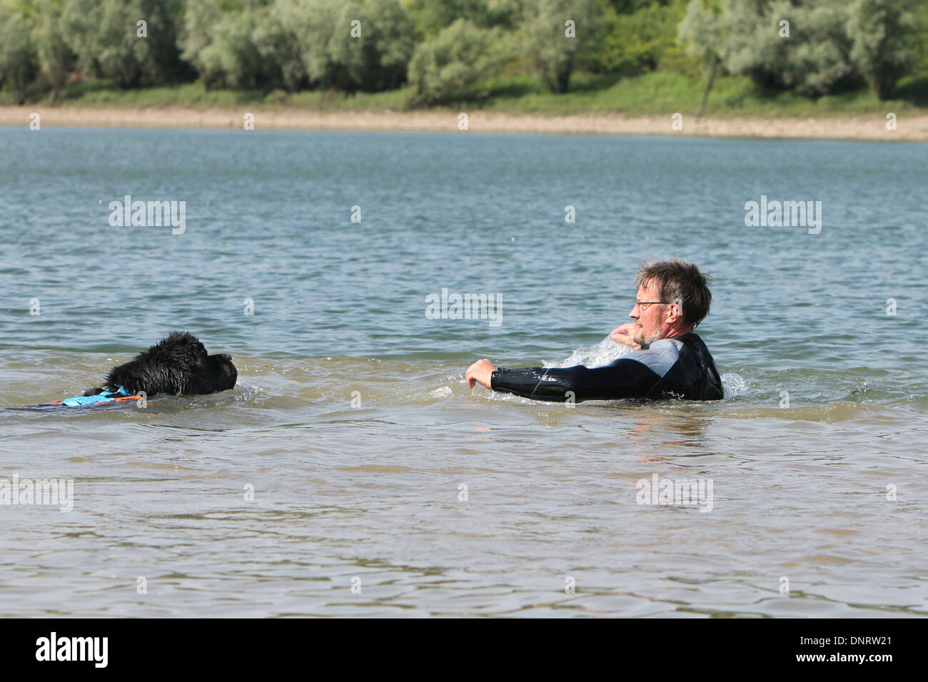 Chien Terre-Neuve / adulte sauve un nageur lors d'un training Banque D'Images