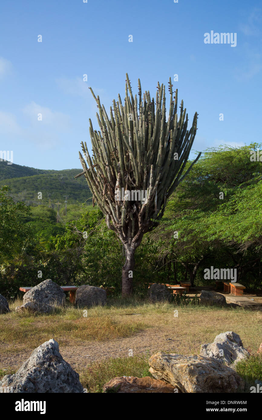 Un cactus debout sur l'île de Curaçao. Banque D'Images