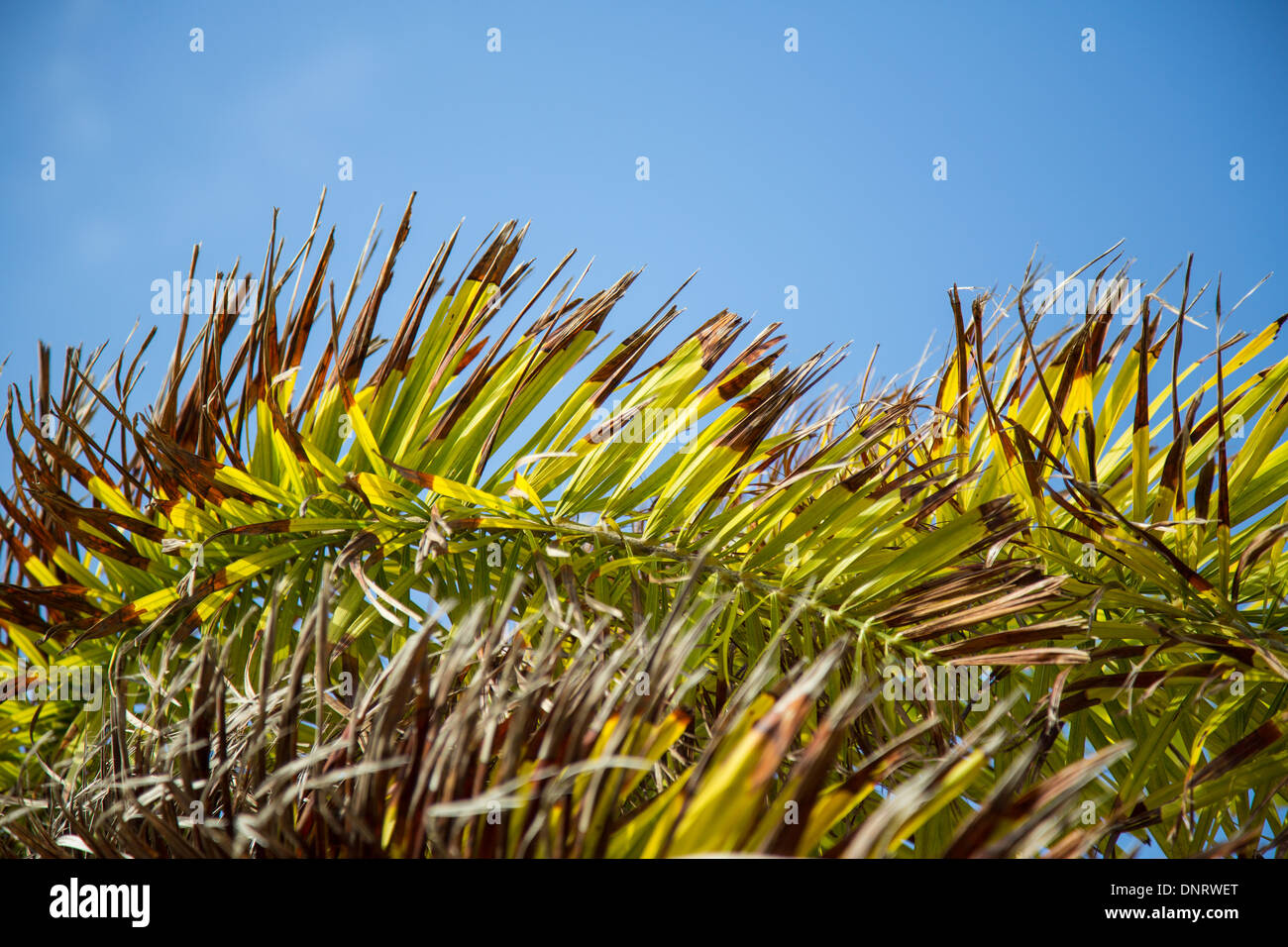 Détail d'une feuille d'un palmier sur l'île de Bonaire Banque D'Images
