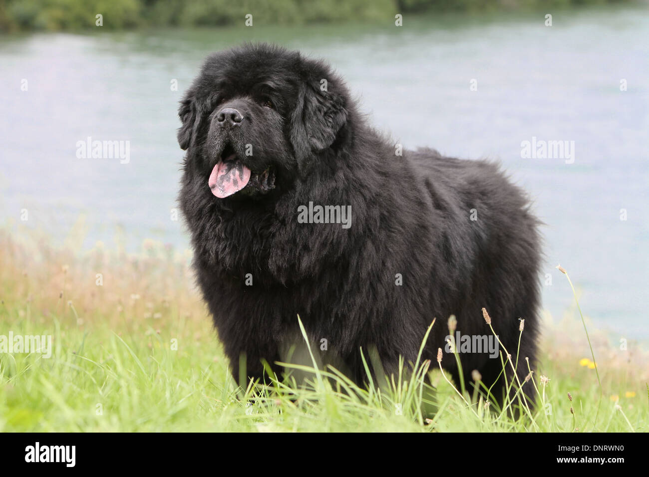 Chien Terre Neuve Adulte Noir Dans Un Pré Banque D