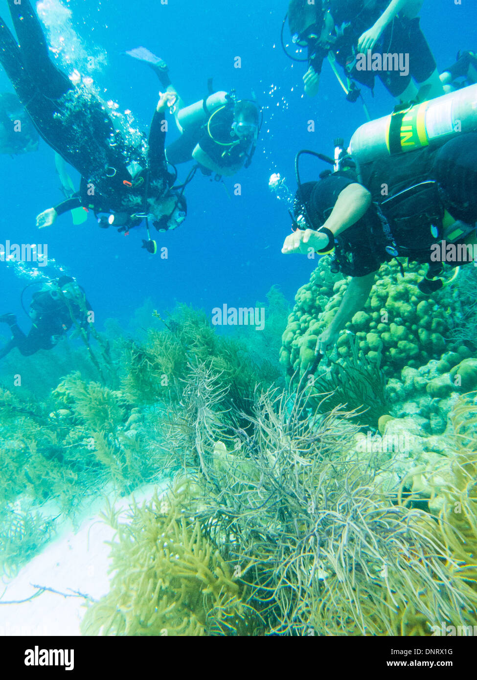 Les amateurs de plongée sous-marine découvrez un poisson caché. Bonaire Banque D'Images