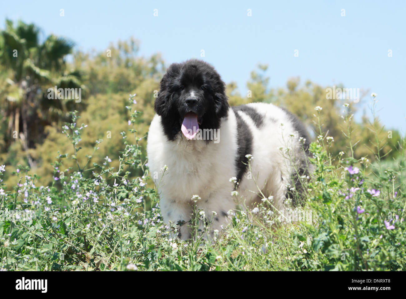 Terre neuve chien chiot noir et blanc dans un pr Photo Stock