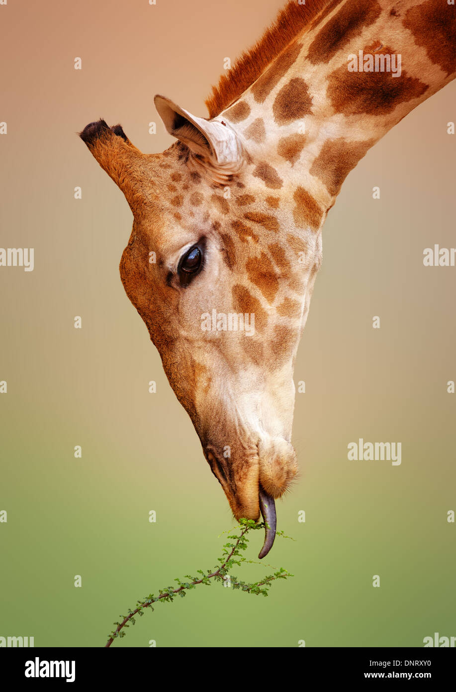 Close-up d'une girafe mangeant un buisson - Kgalagadi Transfrontier Park (Afrique du Sud) Banque D'Images