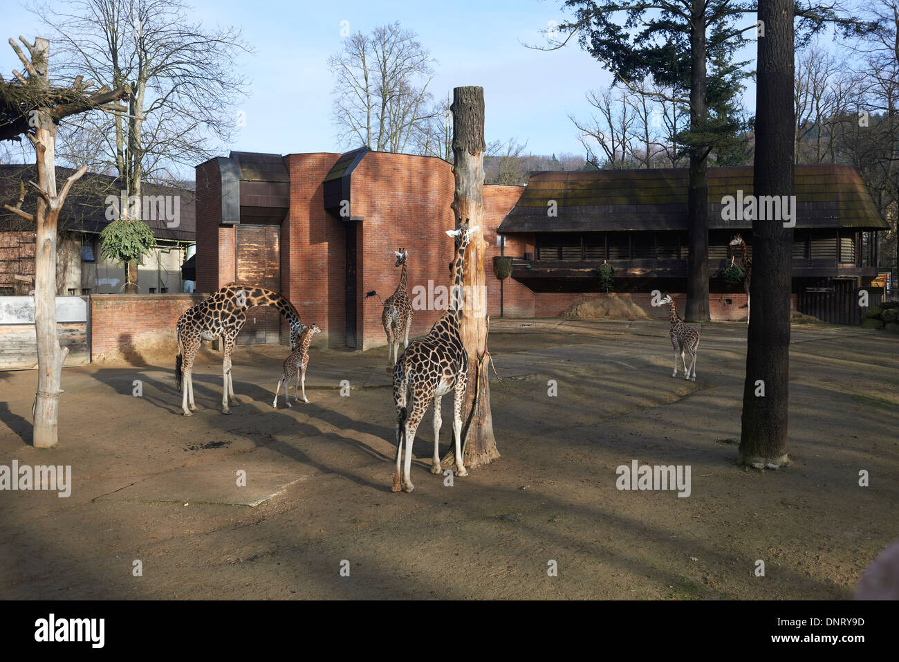 Les Girafes au zoo, Lidove sady (vergers) Folk, Liberec, République Tchèque Banque D'Images