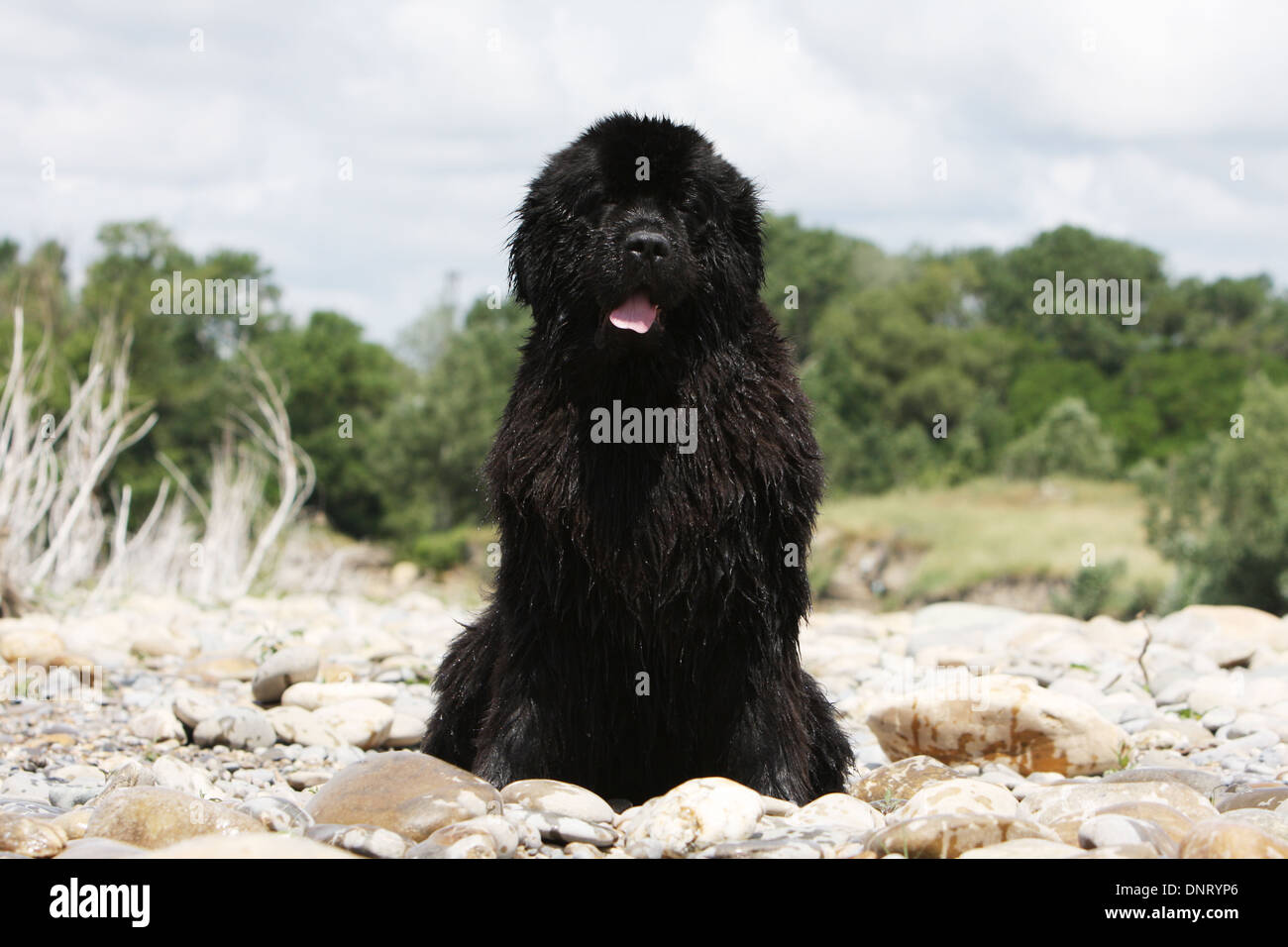 Chien Terre-Neuve / adulte assis sur les rochers Banque D'Images