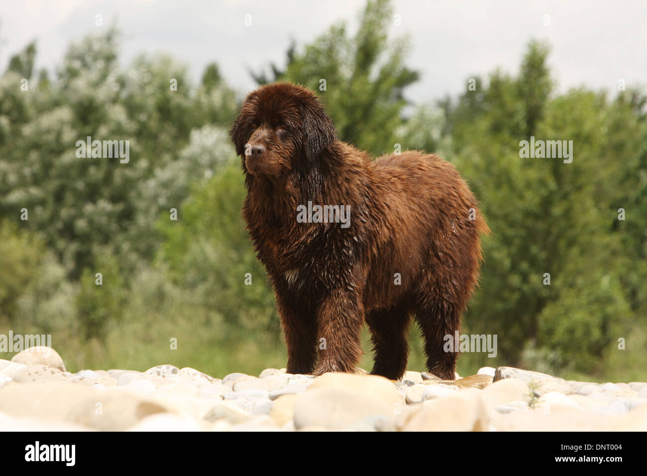 Chien Terre-Neuve / adulte debout (marron) sur le terrain Banque D'Images