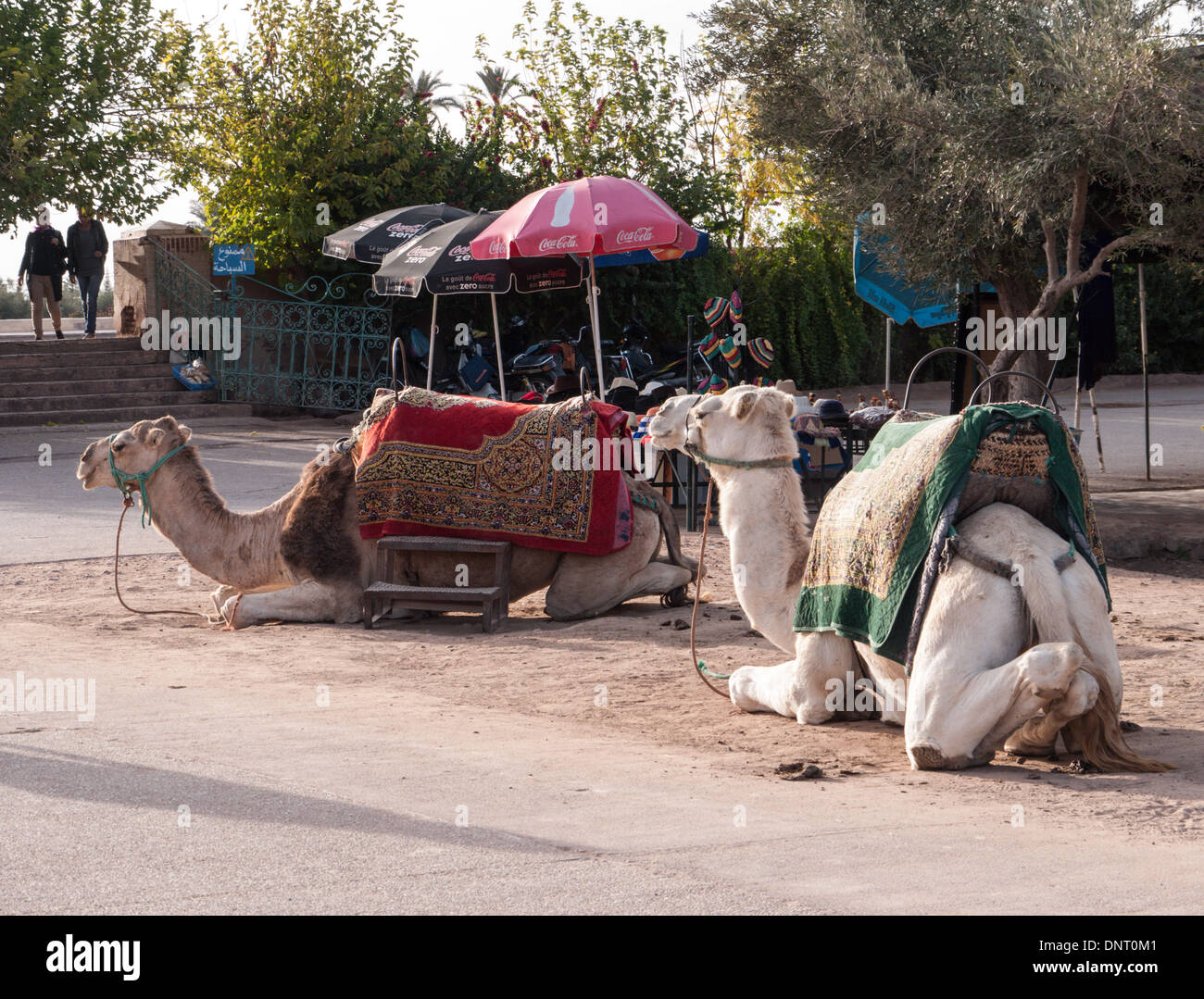 Deux chameaux qui sont utilisés pour donner aux touristes des tours personnalisés attendent à Marrakech, Maroc Banque D'Images