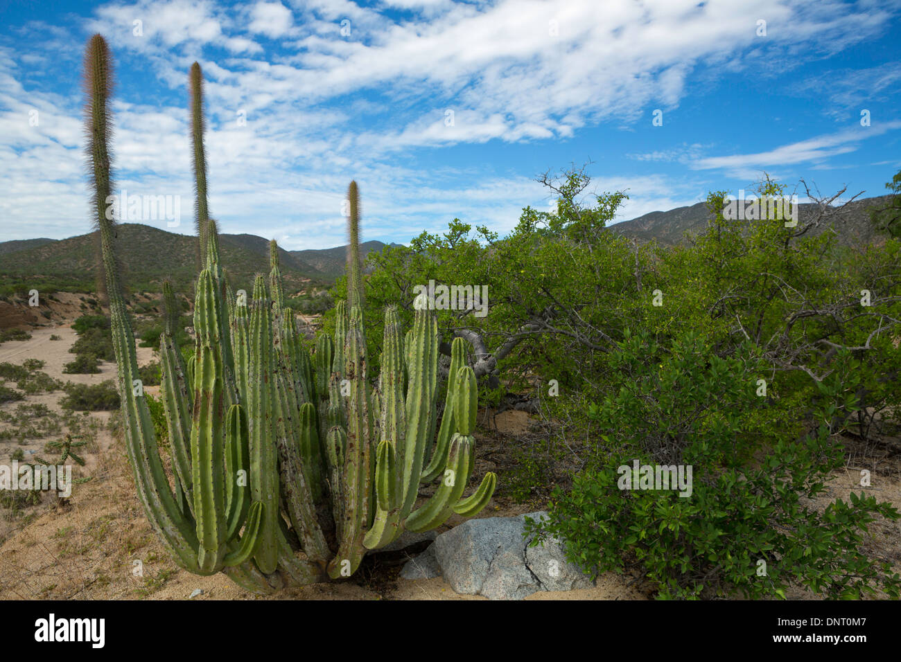 Tuyau d'orgue (Cactus Stenocereus thurberi) le long d'un Arroyo, près d'El Sargento, Baja, au Mexique. Banque D'Images