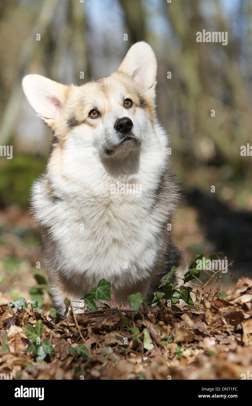 Pembroke Welsh Corgi chien / adulte standing in a forest Banque D'Images