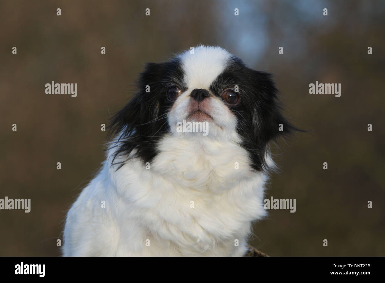 Menton Japonais Banque D Image Et Photos Alamy