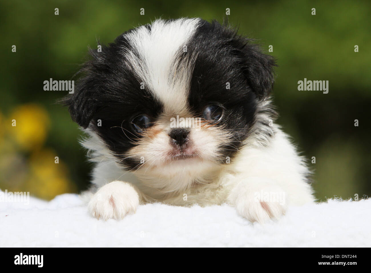 Chin Japonais Chien Chiot Epagneul Japonais Blanc Et Noir Photo Stock Alamy