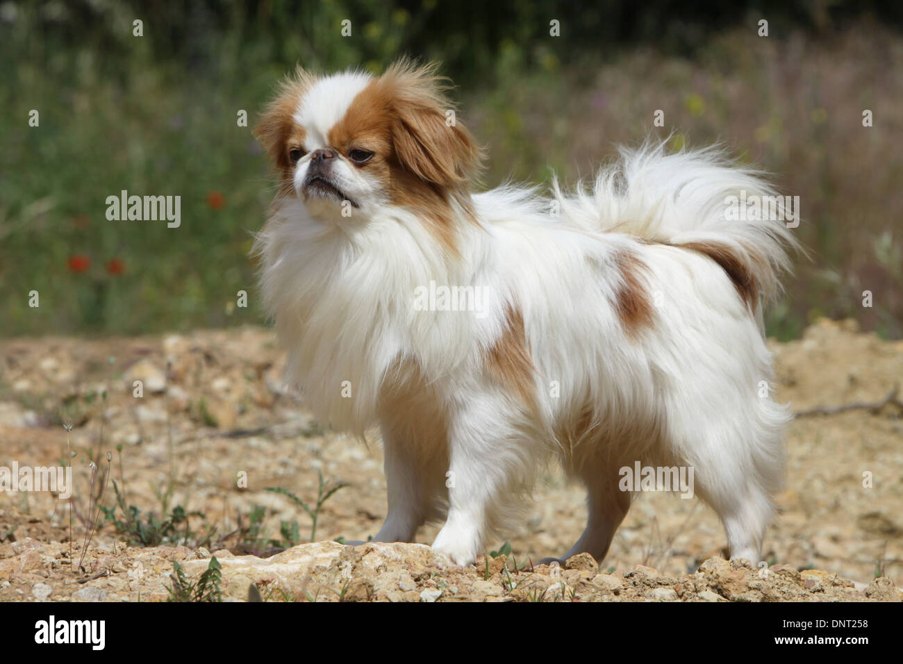 Epagneul Japonais Banque D Image Et Photos Alamy