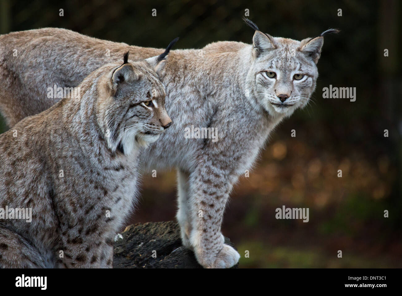 Lynx d'Eurasie en captivité dans un zoo Banque D'Images
