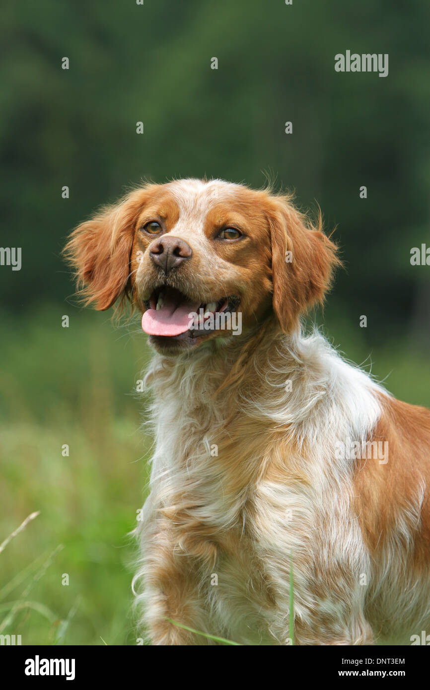 Epagneul Francais French Hound Portrait Photos Epagneul