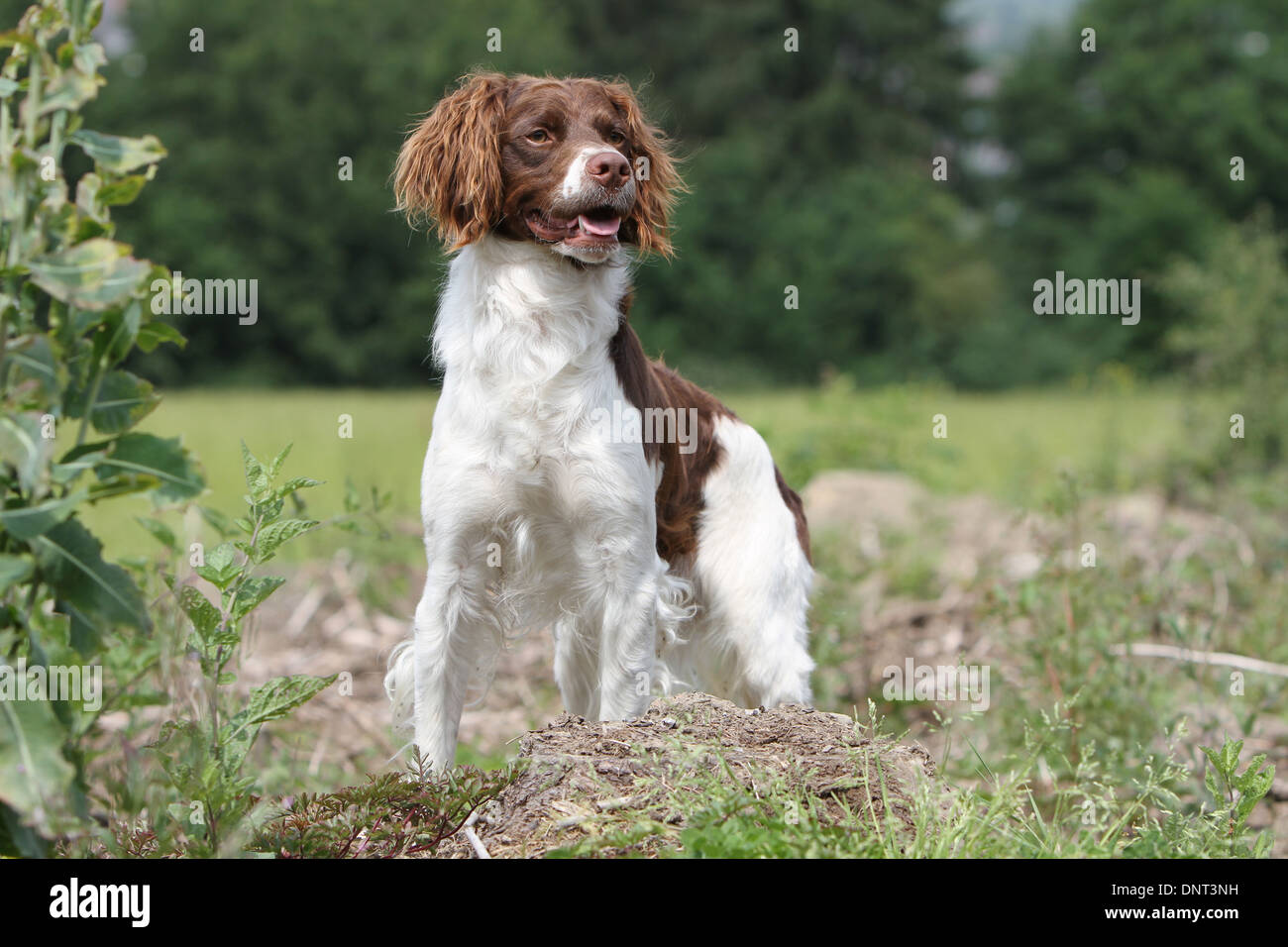 Chien Épagneul Breton Epagneul Breton / Brown (marron et blanc) des profils dans un pré Banque D'Images