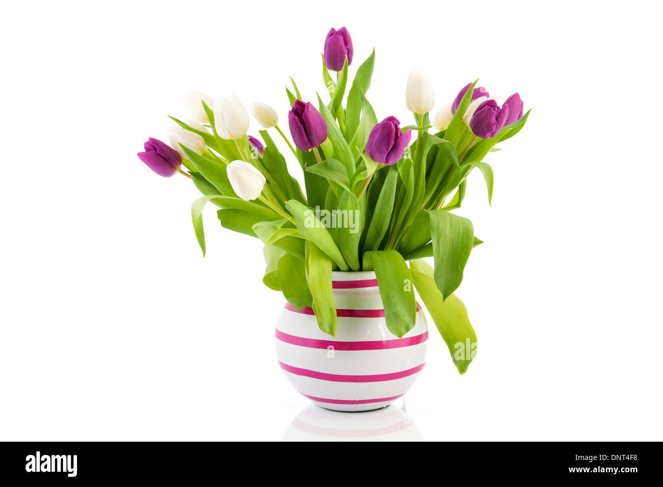 Tulipes violet et blanc dans un vase Banque D'Images