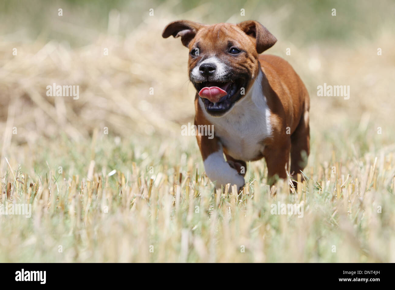 Chien Staffordshire Bull Terrier / chiot Staffie exécutant dans un champ Banque D'Images