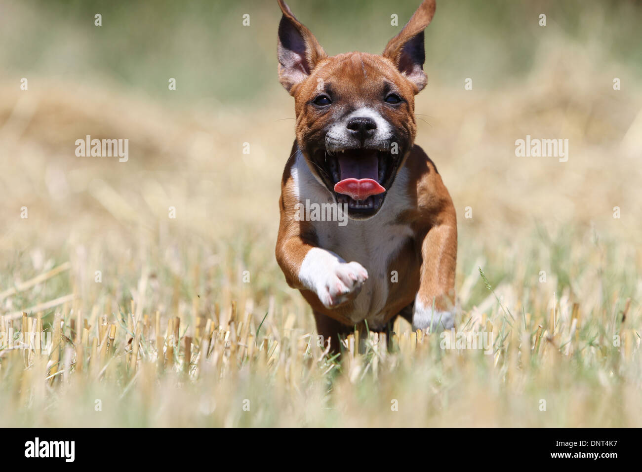 Chien Staffordshire Bull Terrier / chiot Staffie exécutant dans un champ Banque D'Images