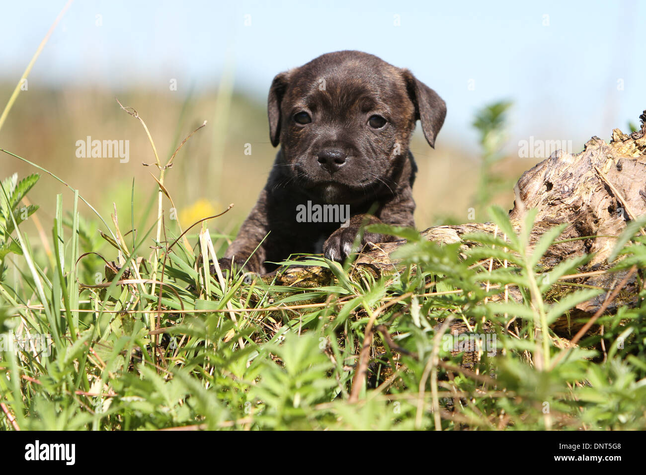 Chien Staffordshire Bull Terrier / chiot Staffie sur un bois Banque D'Images