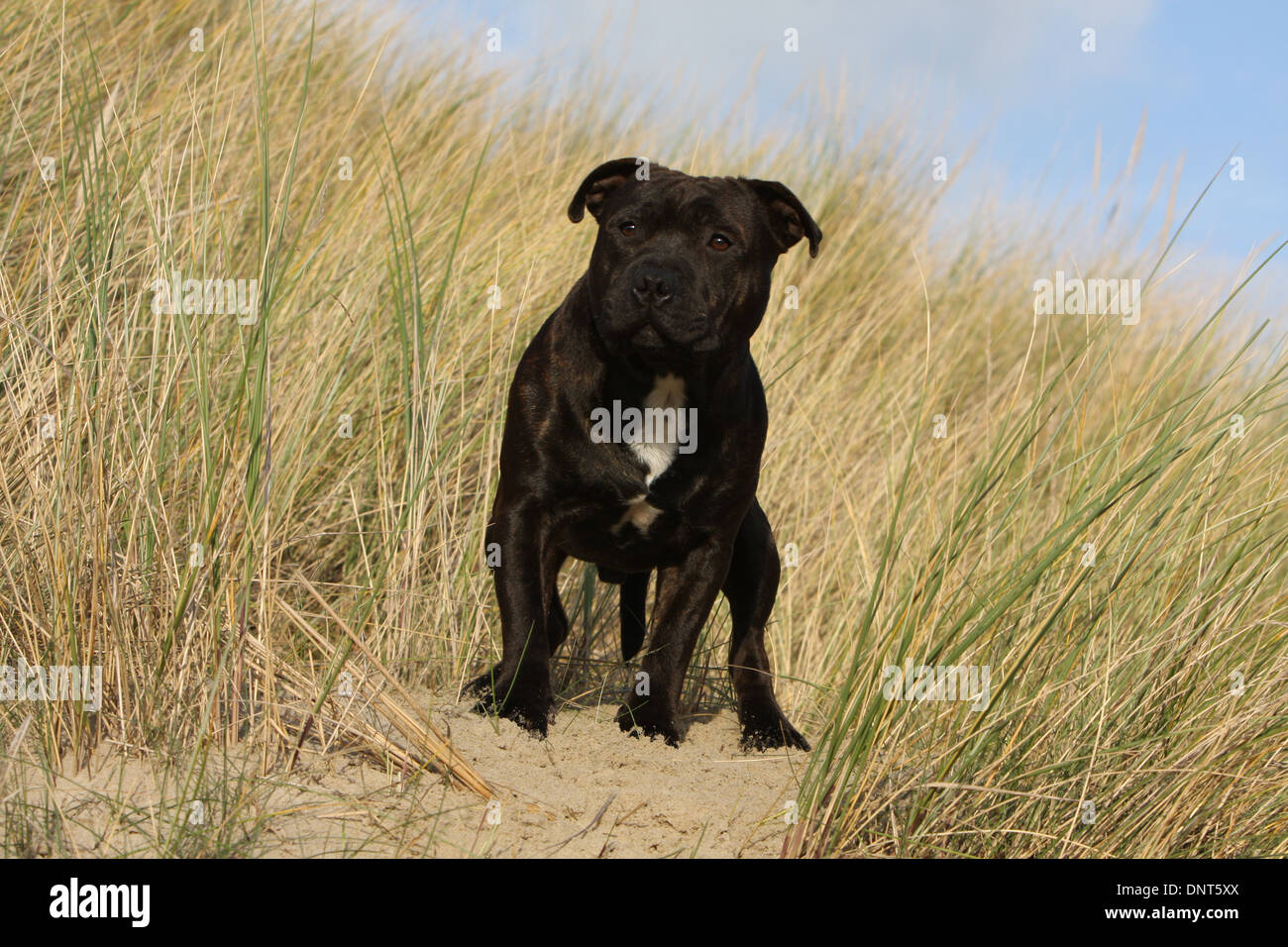 Chien Staffordshire Bull Terrier / Staffie permanent adultes Banque D'Images
