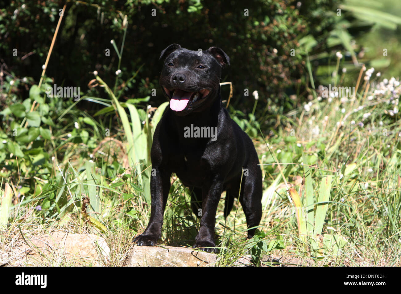 Chien Staffordshire Bull Terrier / Staffie permanent adultes Banque D'Images