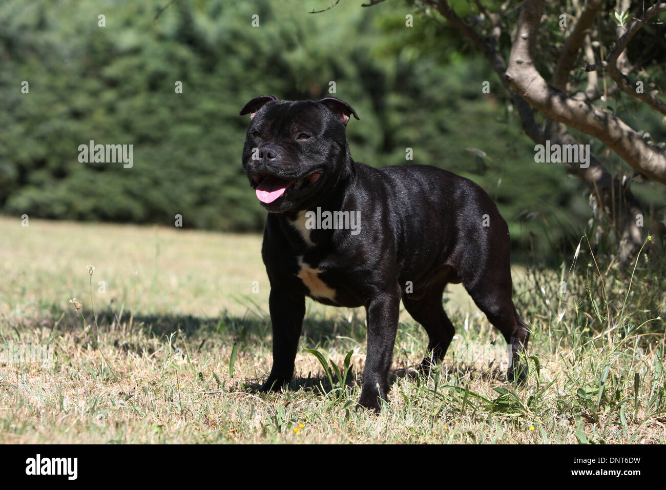 Chien Staffordshire Bull Terrier / Staffie permanent adultes Banque D'Images