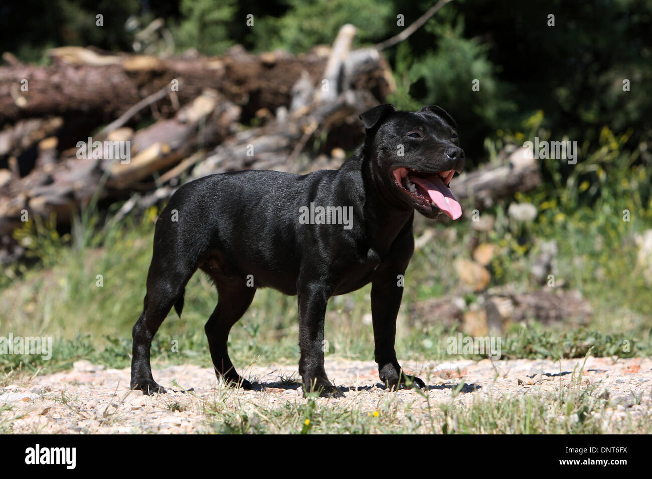 Chien Staffordshire Bull Terrier / Staffie permanent adultes Banque D'Images