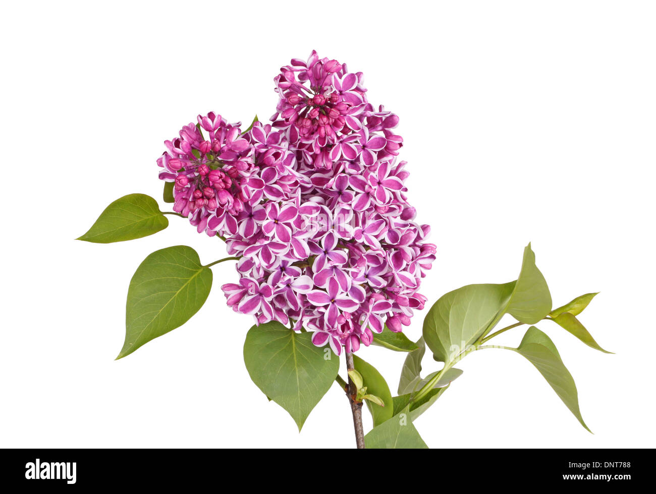 Fleurs violet et blanc lilas Sensation de cultivar (Syringa vulgaris) avec green feuilles isolées sur fond blanc Banque D'Images