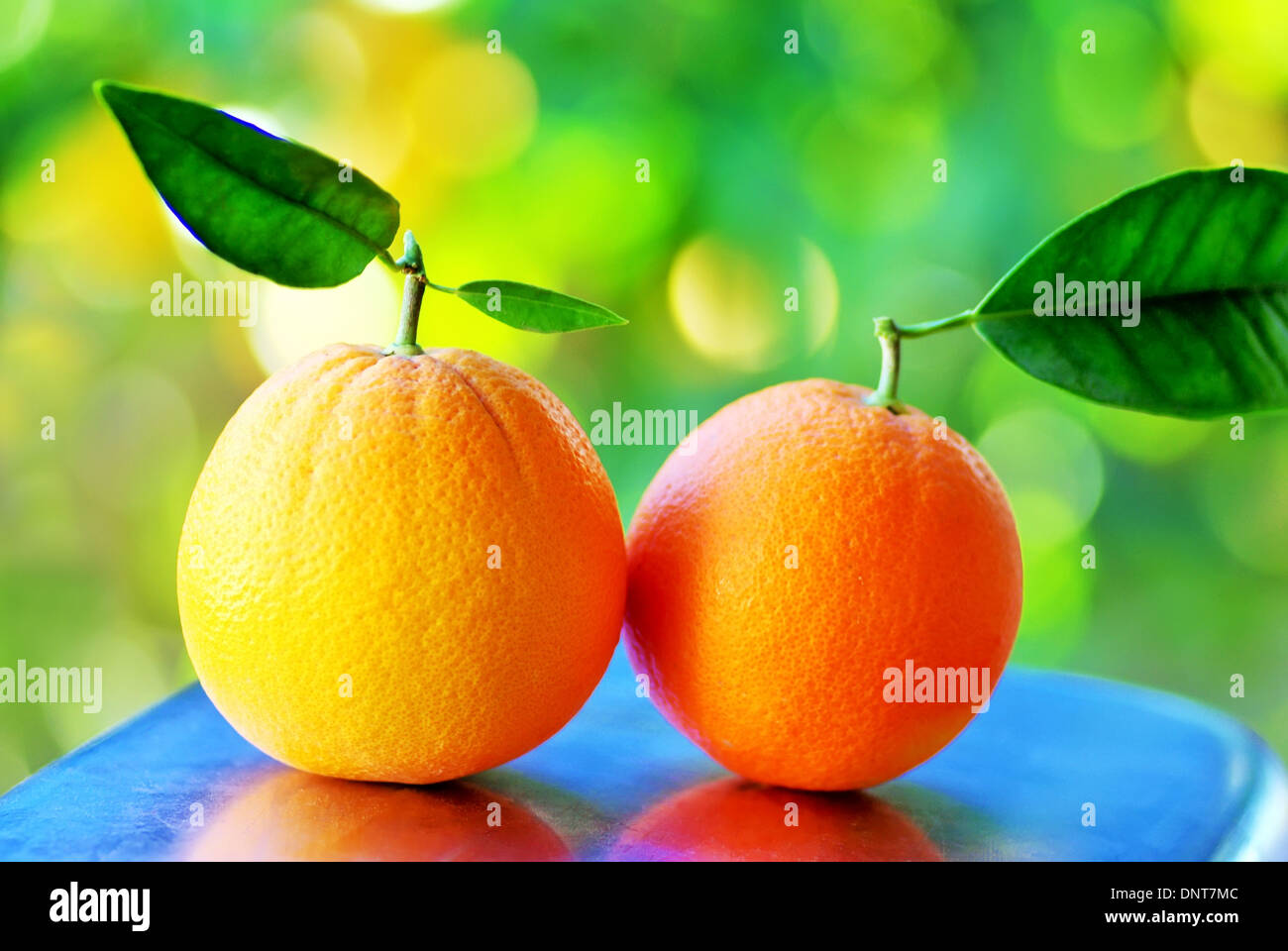 Deux oranges mûres Banque D'Images
