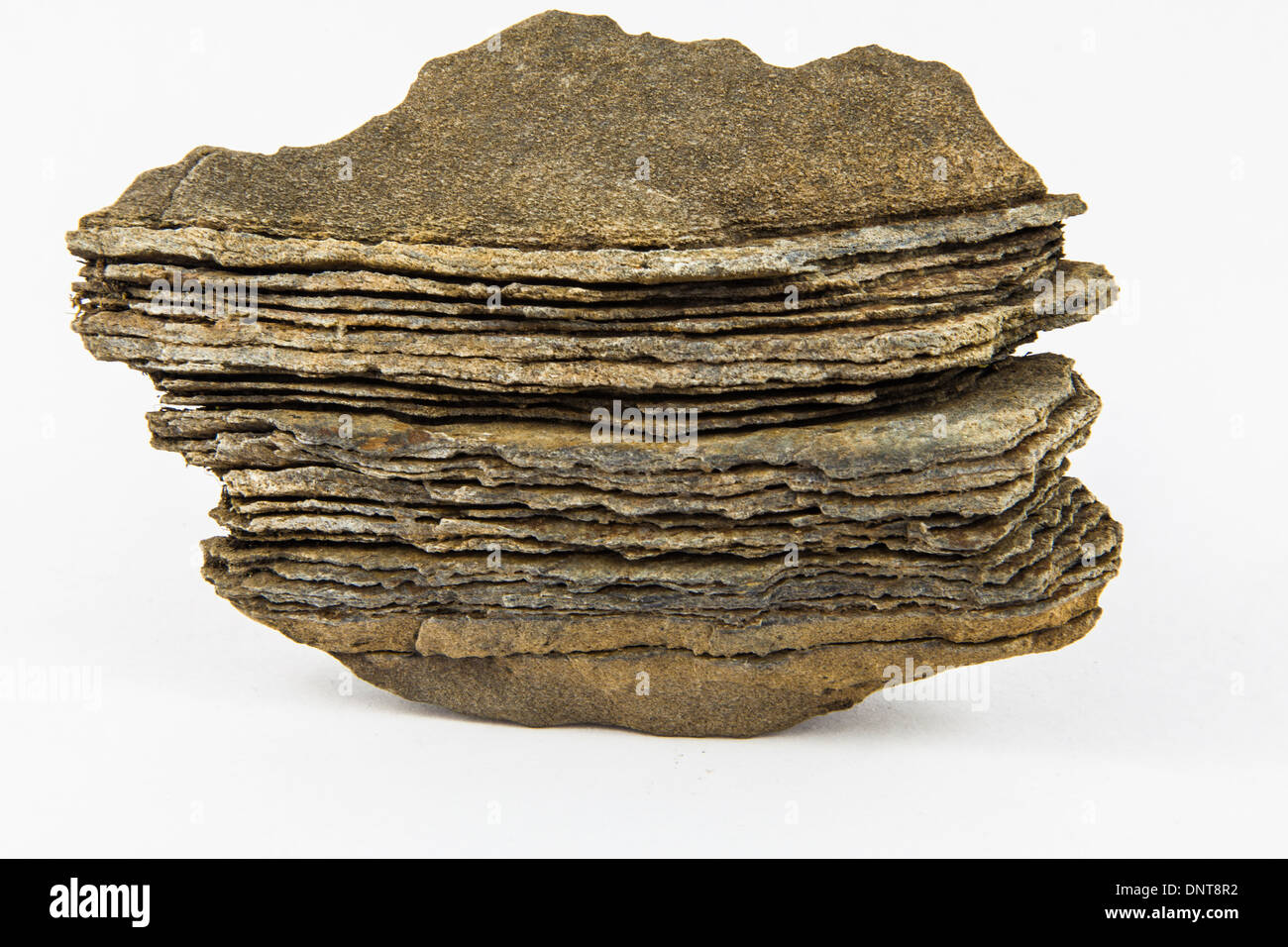 Échantillon de roche sédimentaire trouvés à 8 500 pieds dans le Purcell, British Columbia, canada Banque D'Images