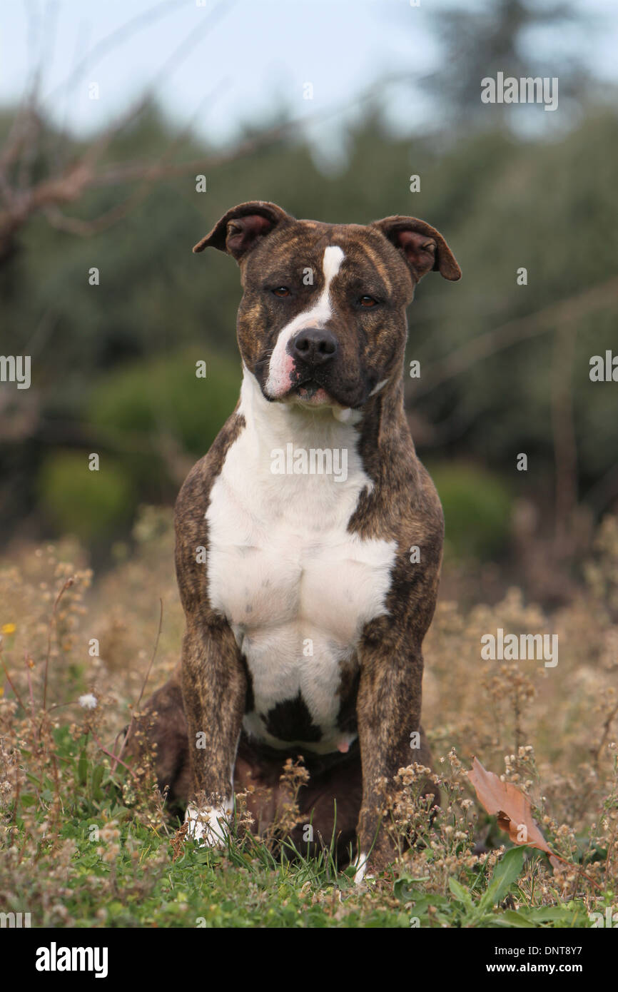 Chien American Staffordshire Terrier Amstaff / / adulte assis dans un pré Banque D'Images