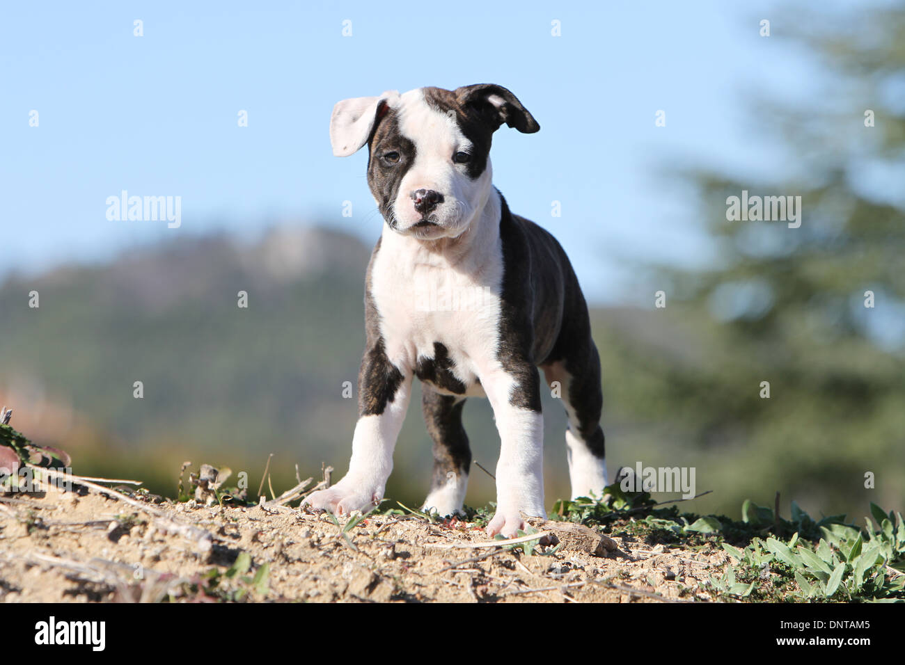 American Staffordshire Terrier Puppy Banque D Image Et Photos Alamy