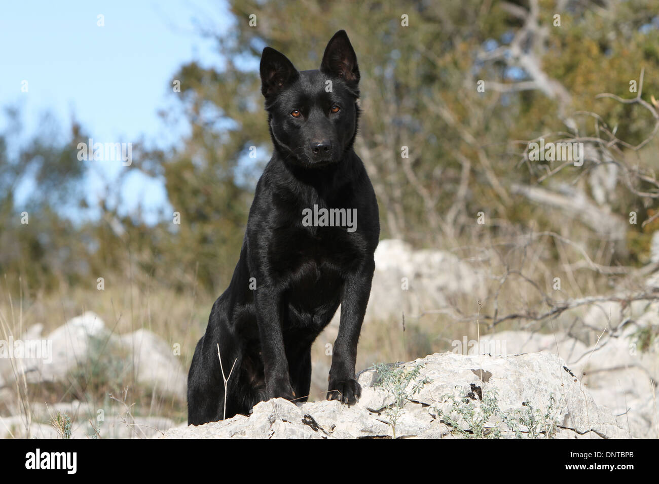 Kelpie australien chien / adulte debout sur les rochers Banque D'Images