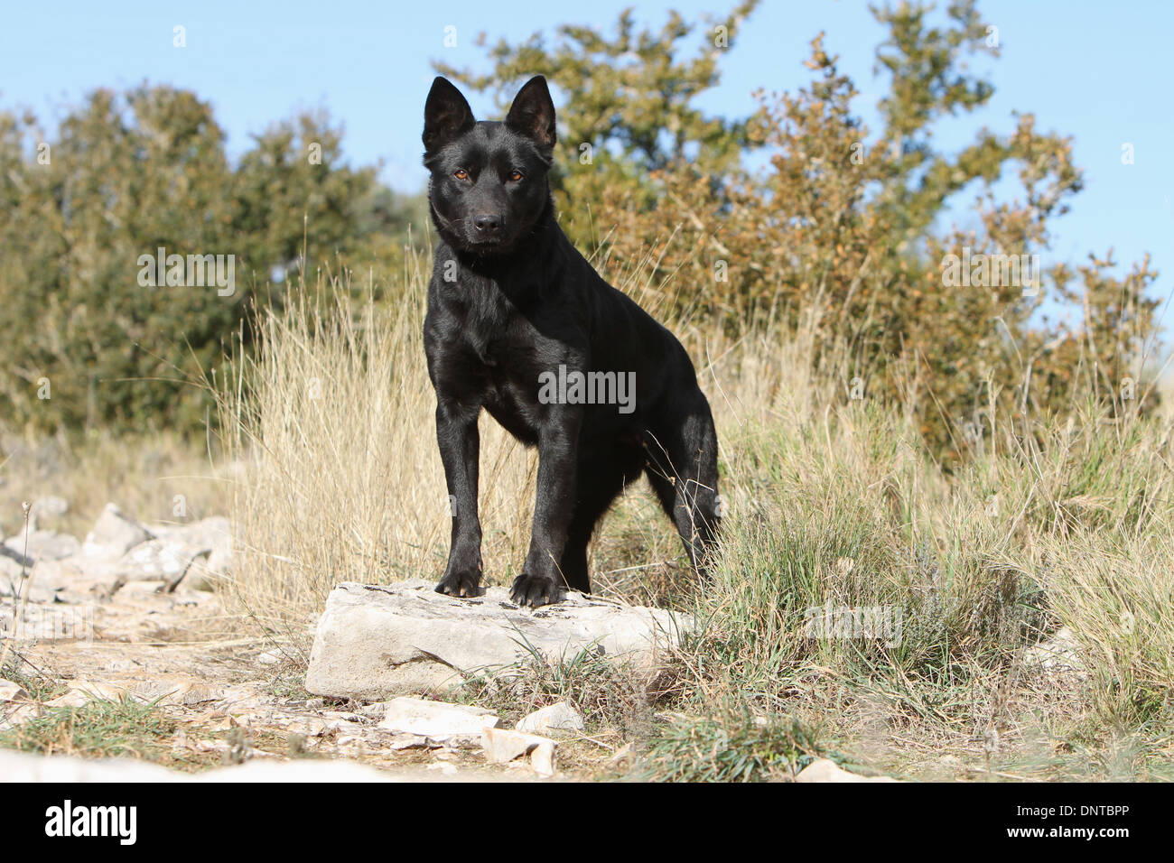 Kelpie australien chien / adulte debout sur un rocher Banque D'Images