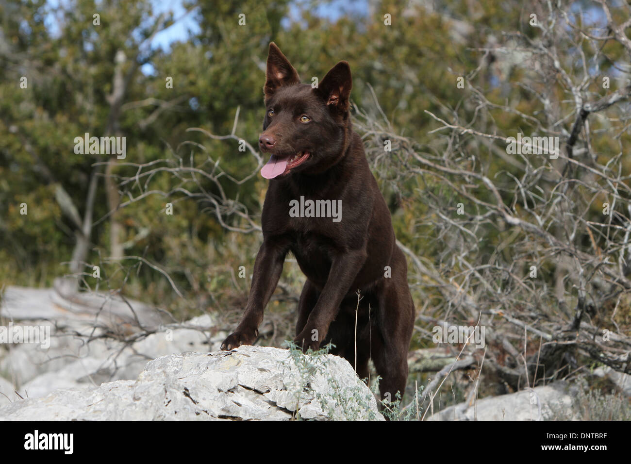 Kelpie australien chien / adulte debout sur les rochers Banque D'Images