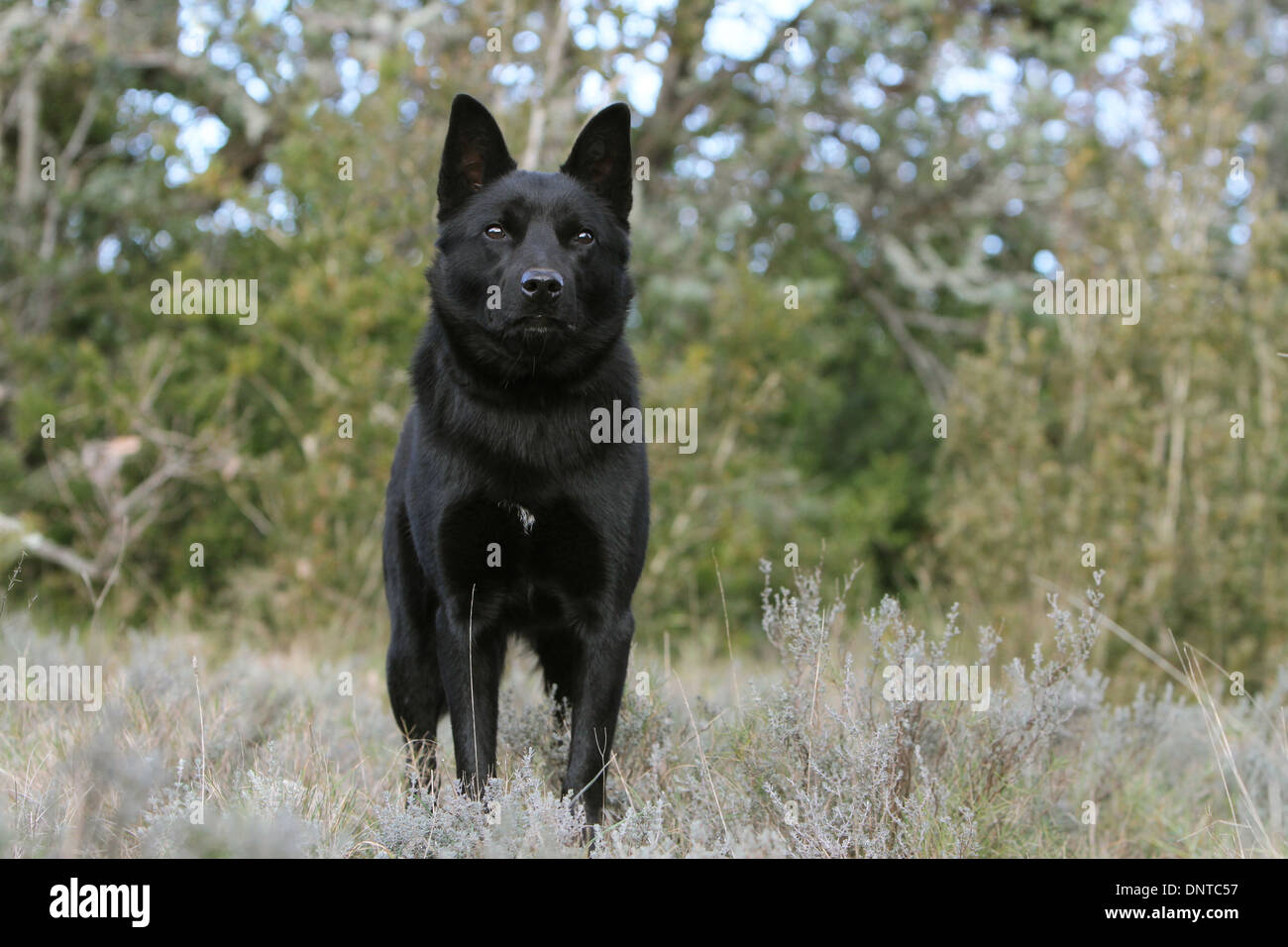 Kelpie australien chien / adulte dans un pré Banque D'Images