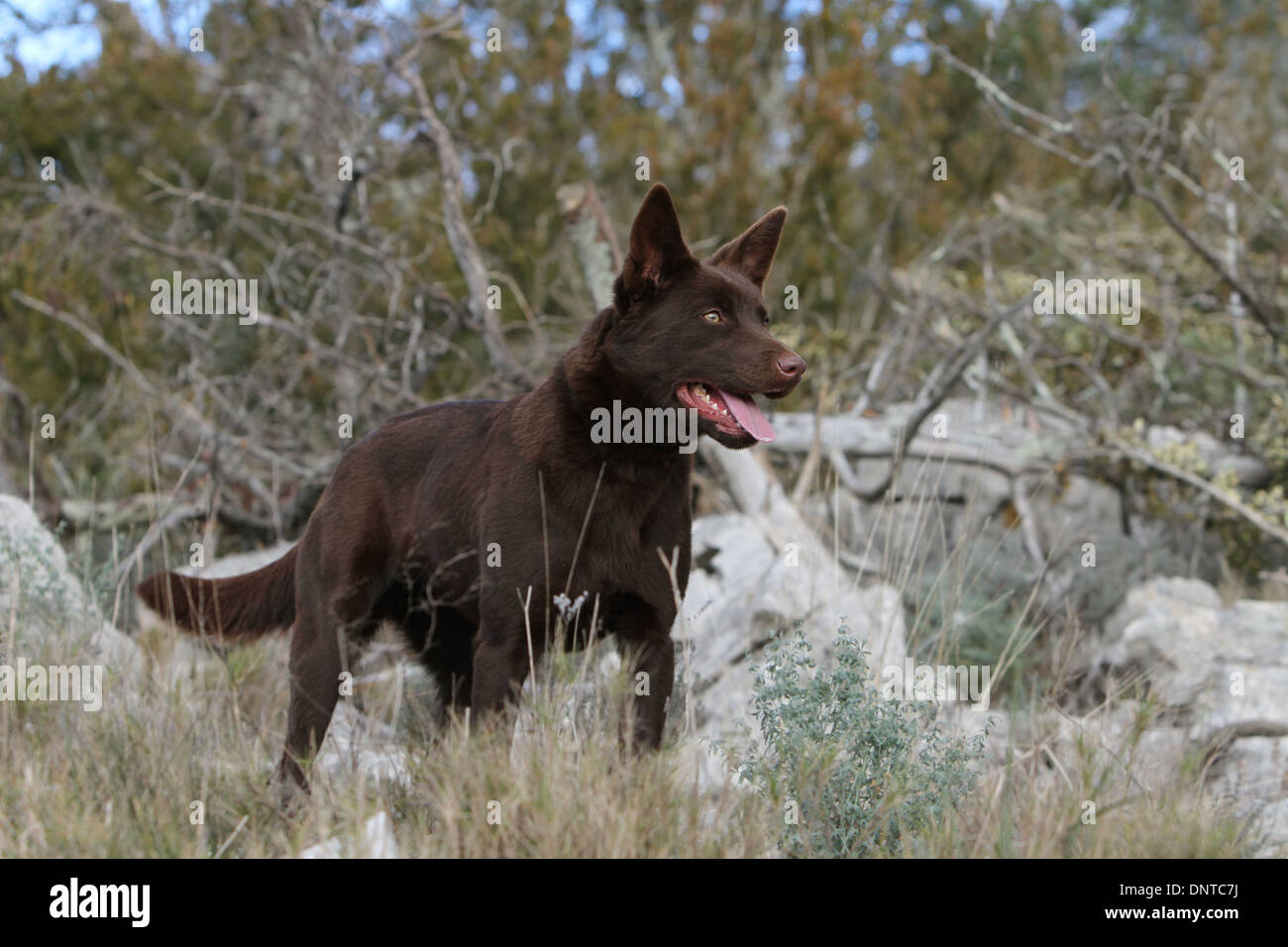 Kelpie australien chien / adulte dans un pré Banque D'Images