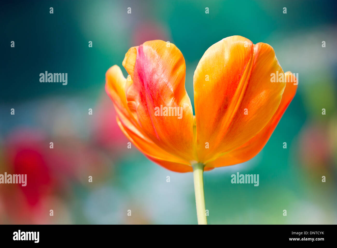 Fleur de tulipe Orange. Banque D'Images