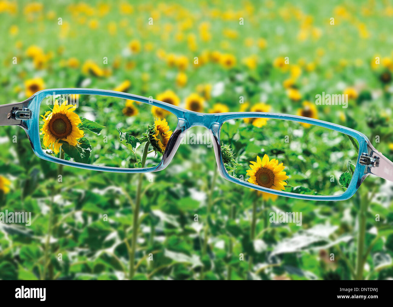 Avis de lecture lunettes sur une nature magnifique vue, vision saine notion Banque D'Images