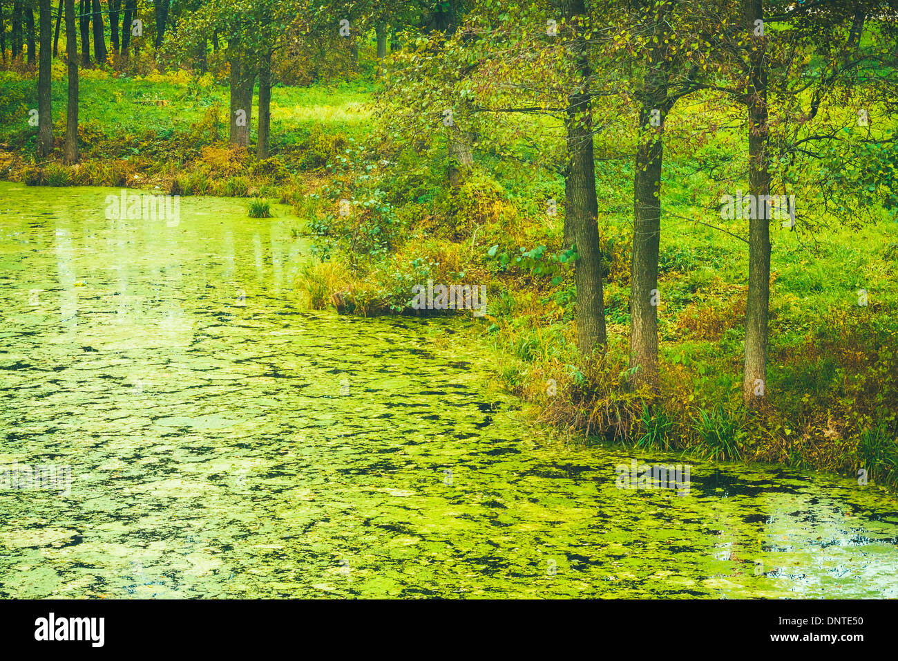 Vert sauvage Bog marécage. La nature russe à l'automne Banque D'Images