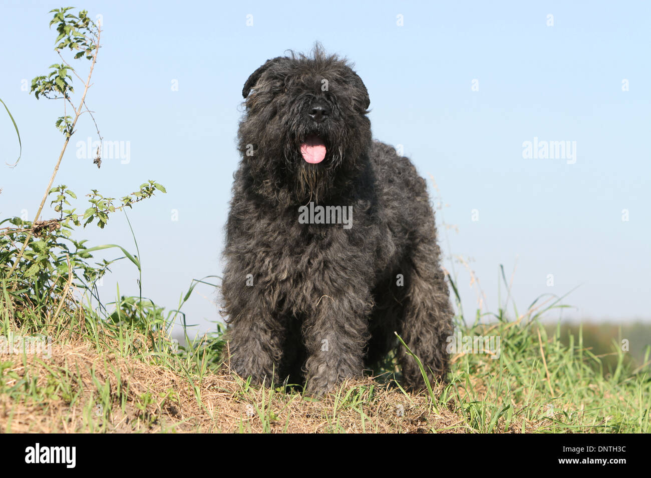 Chien Bouvier des Flandres / Flanders Cattle Dog hot dans un pré Banque D'Images