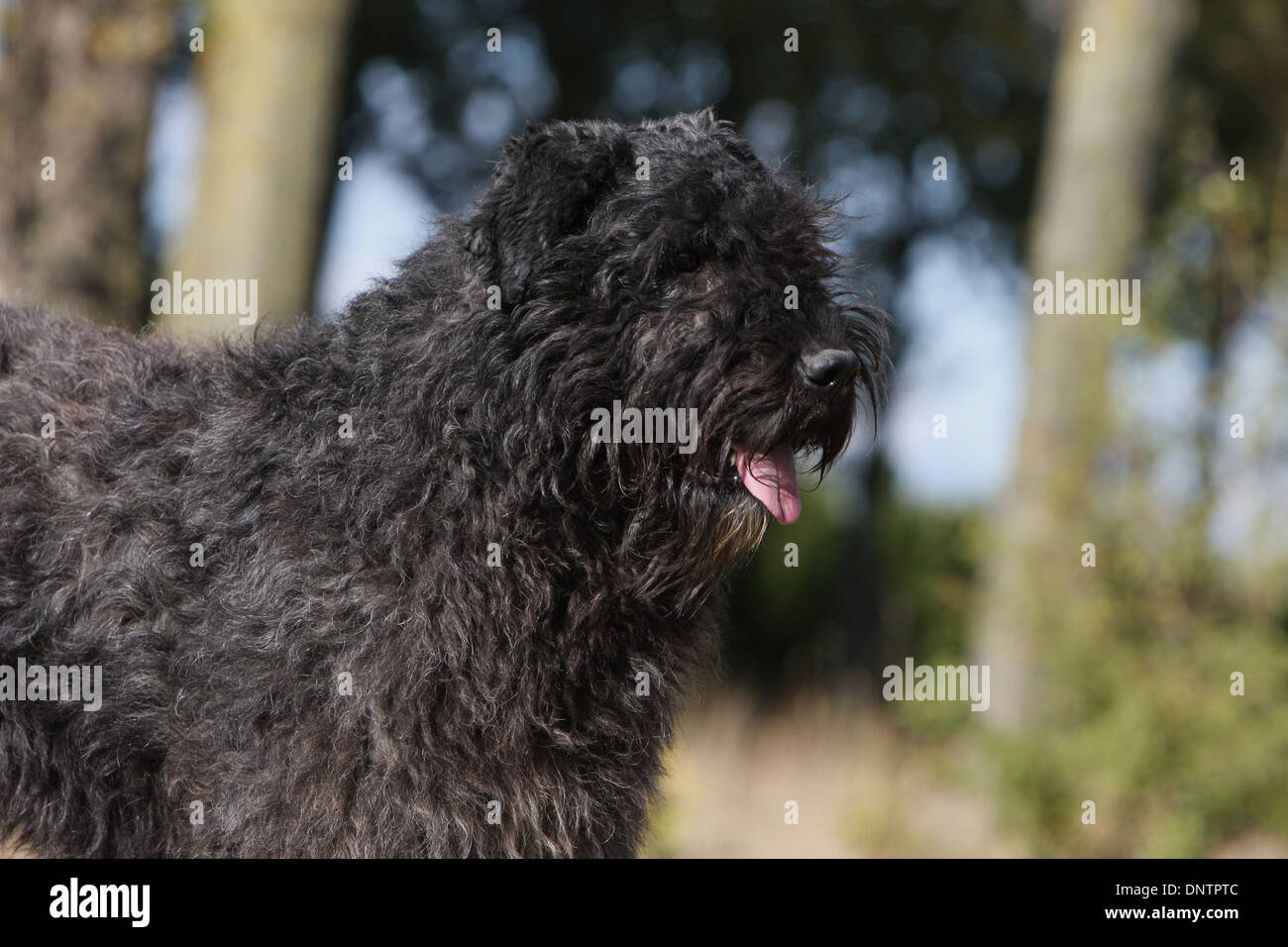 Chien Bouvier des Flandres / Flanders Cattle Dog portrait adultes Banque D'Images